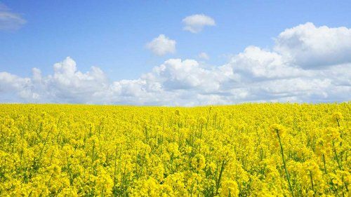 Peritaciones agrarias para pymes y particulares