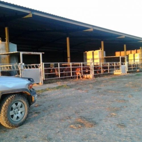 Instalación ganadera con animales