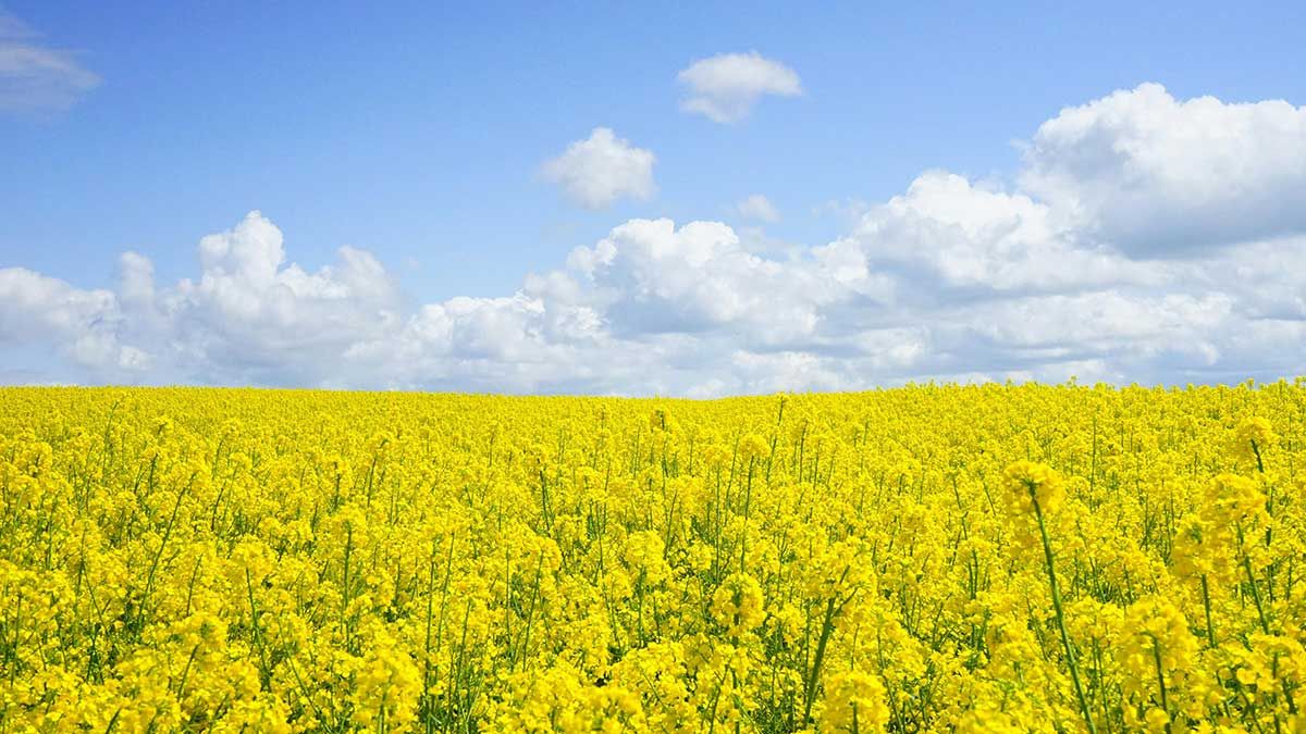 Peritaciones agrarias para pymes y particulares